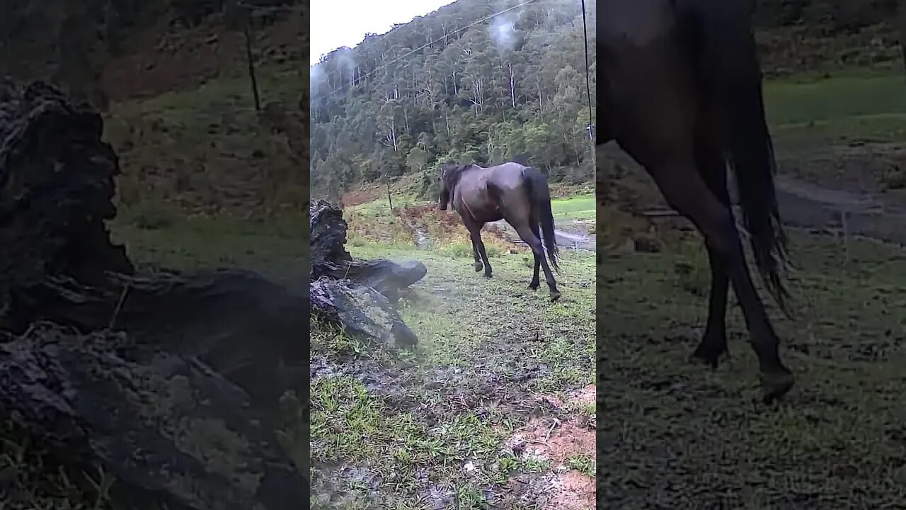 The secret lives of horses
