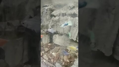 #fish #ikanhiasairtawar #shortvideo #shortsfeed