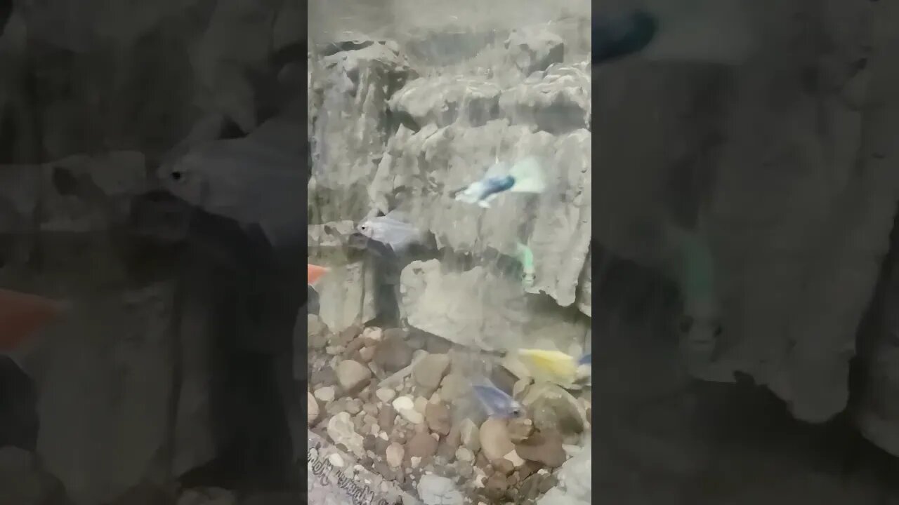 #fish #ikanhiasairtawar #shortvideo #shortsfeed