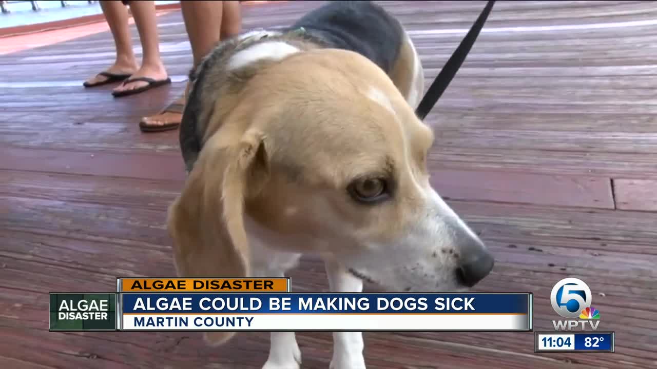 Three dogs confirmed sick from injecting Cyanobacteria in Martin County waterways, more to be tested