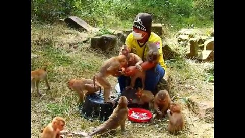 Dinner Steam Rice and Peanut For Poor Babies