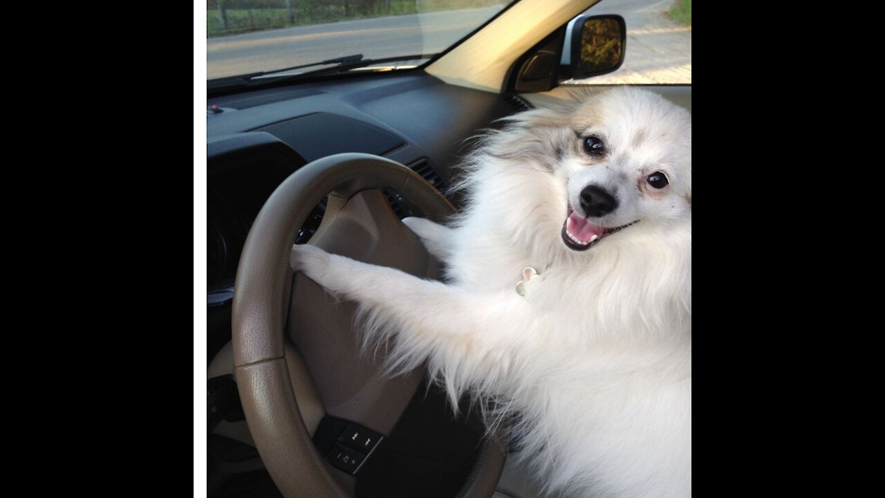 Dog Pari is Driving #Shorts #Shorts Video#Viral Shorts Video 2021#FunCinema