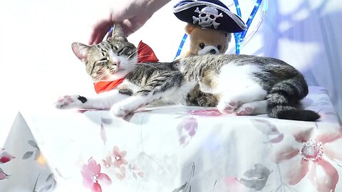 Funny Cat with a Red Bow