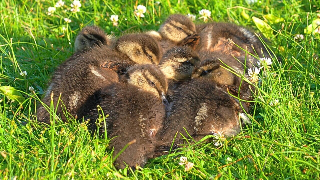 Sleep Pile of the 7 Mallard Ducks Ducklings