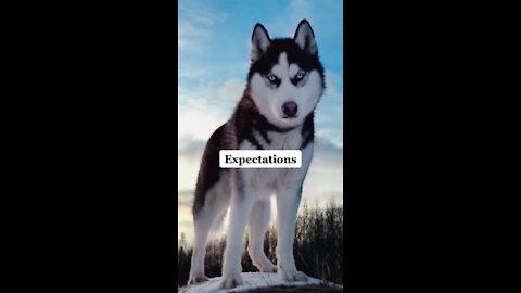 Dogs : Expectation Vs Reality