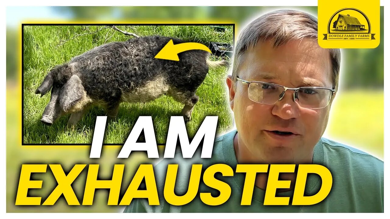 I Am Exhasuted: Watch This Before Raising Mangalitsa Pigs