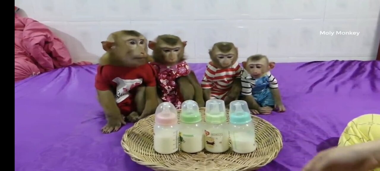 Baby Monkey Sitting Wait Mom Mixed Milk