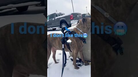 Snow!!! ##dog #funnyvideo #shorts