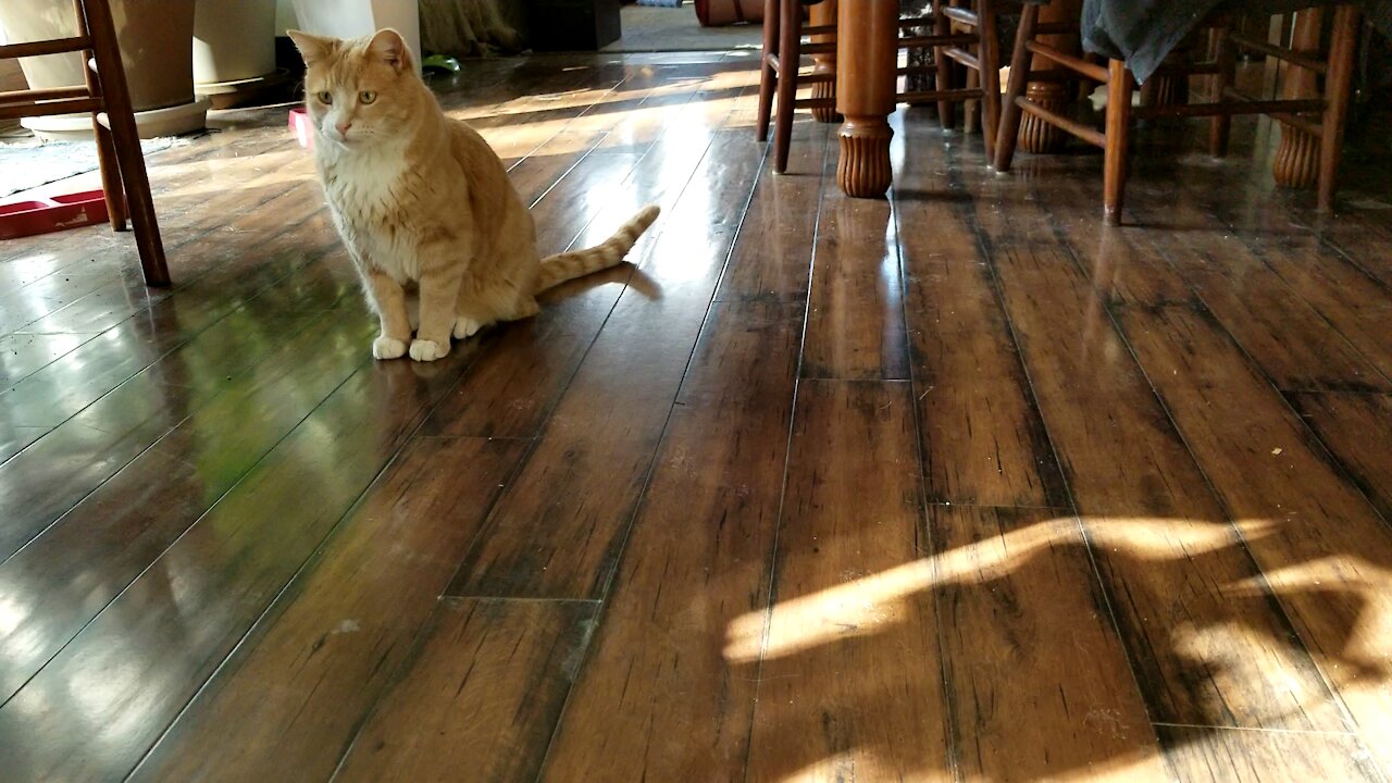 Kitty Plays Fetch With A Rubber Band, Has Loads Of Fun