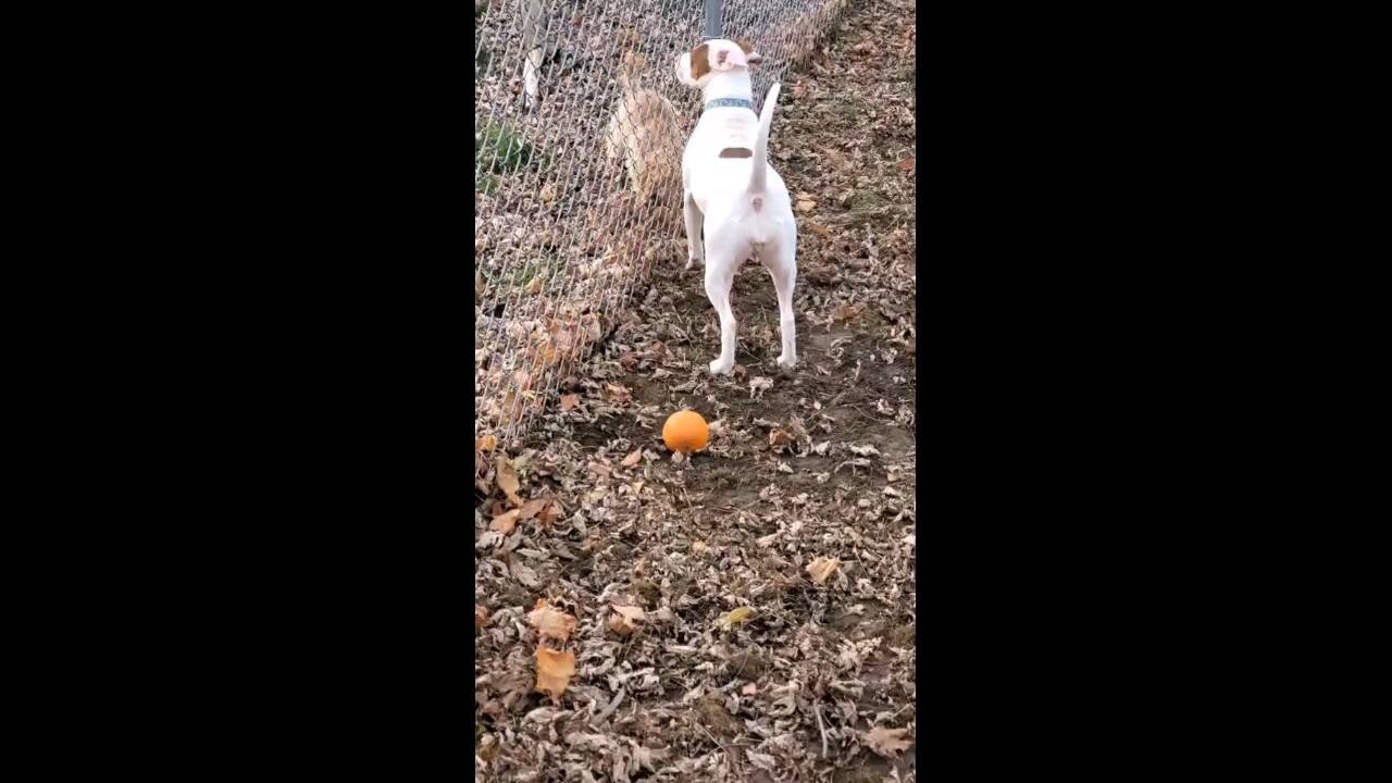 This video of a mom chasing her dog around the neighbor's yard is hilarious