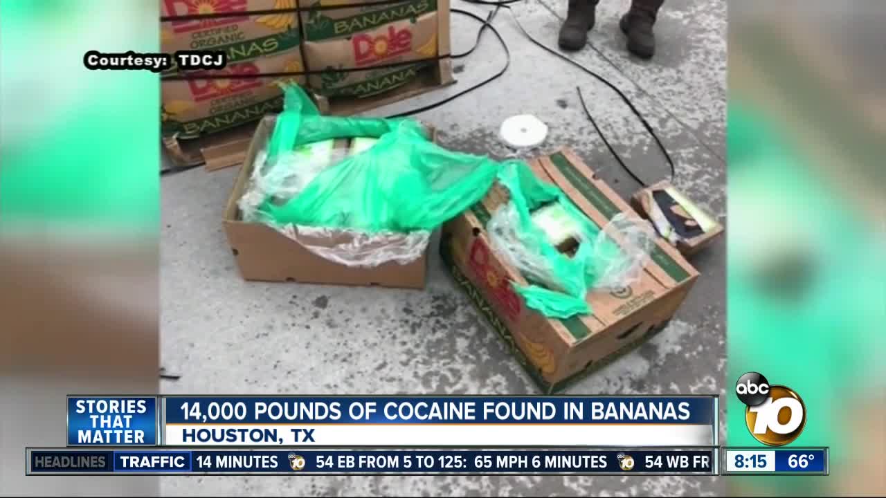 14,000 pounds of cocaine found in bananas