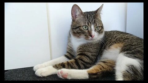 Cat Photography