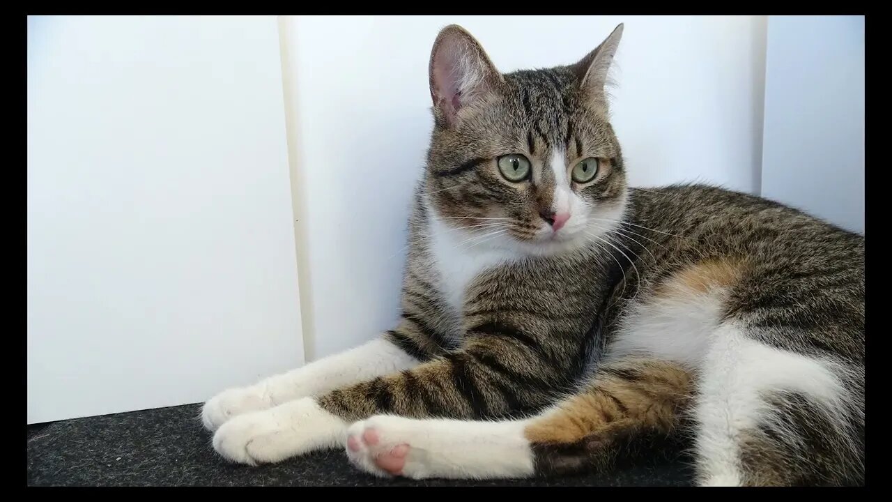 Cat Photography