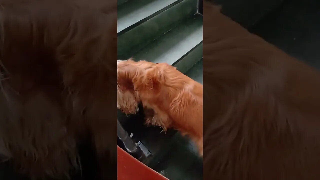 #dogsgow , #animals , #dogs