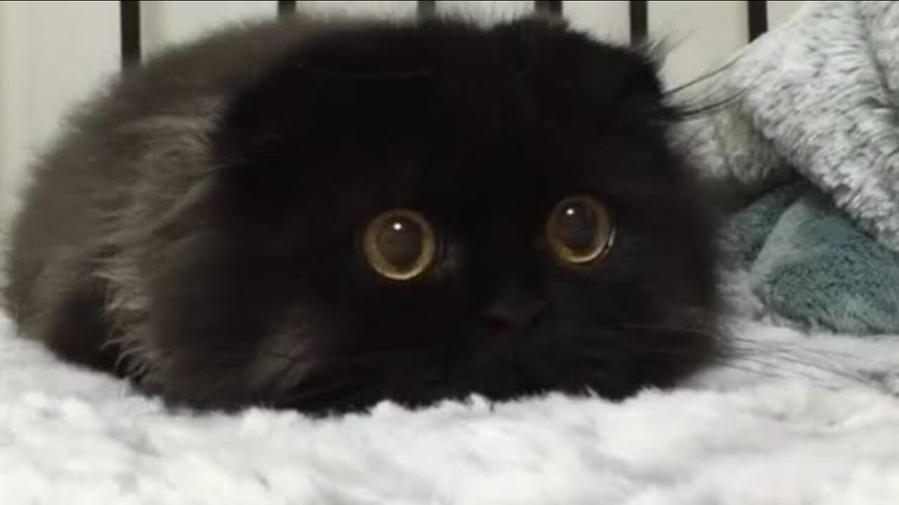 More of the Funniest Cat Videos on the Internet 🤣🐱