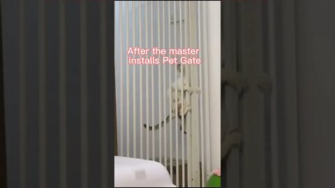 🐱Cutest Cats🐱cat hates pat gate