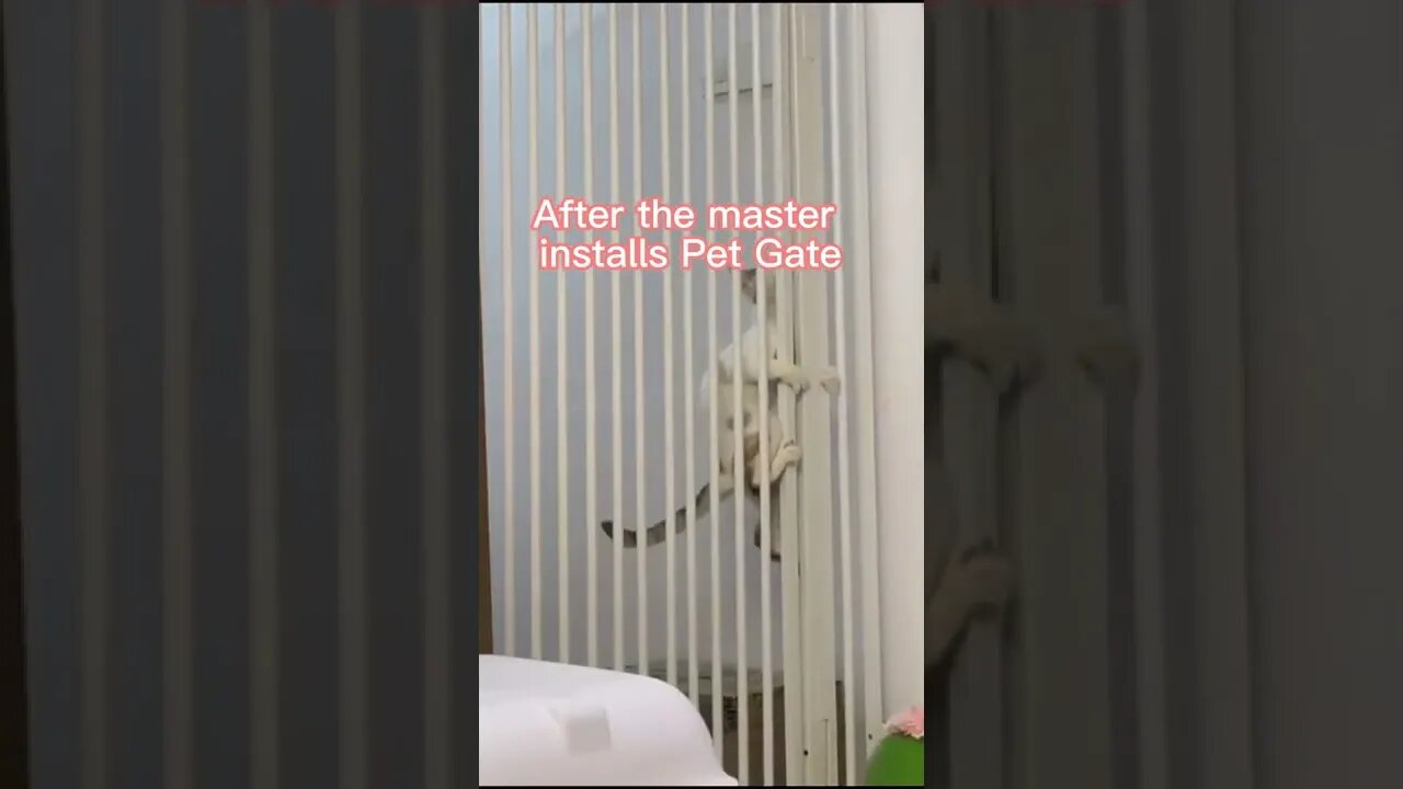 🐱Cutest Cats🐱cat hates pat gate