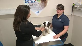 Pets & People Food: Eating Safely