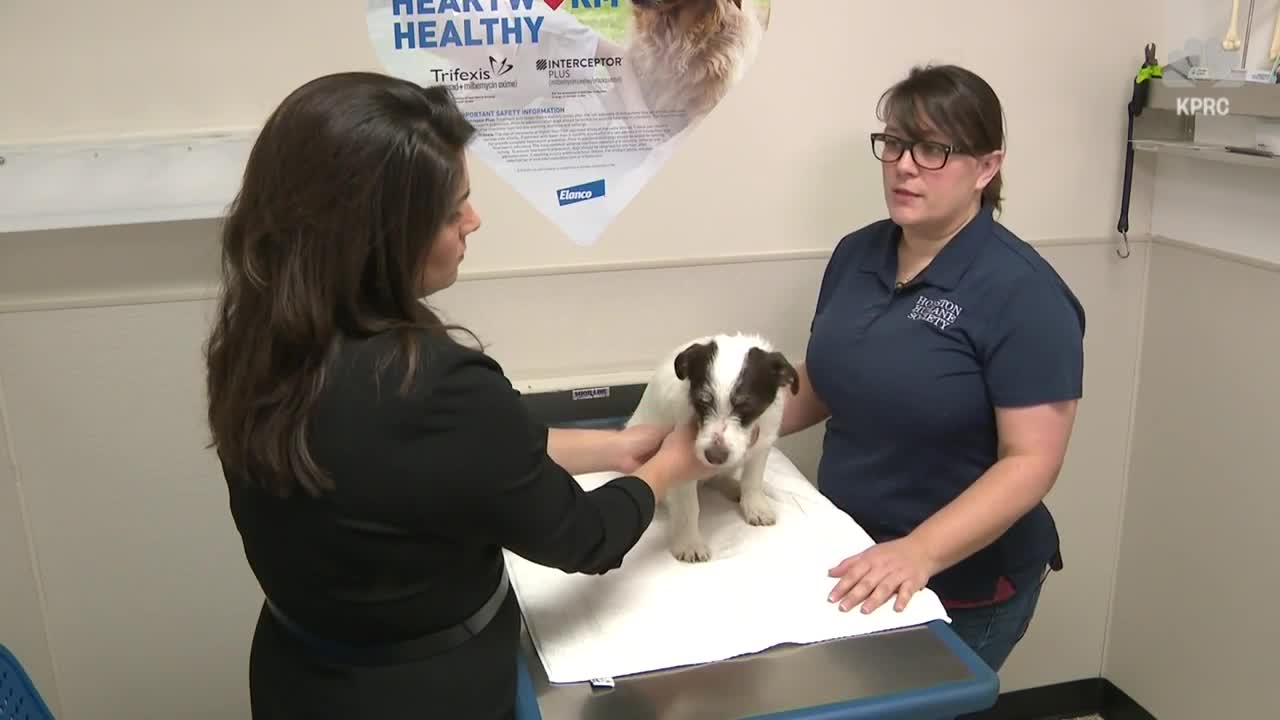 Pets & People Food: Eating Safely