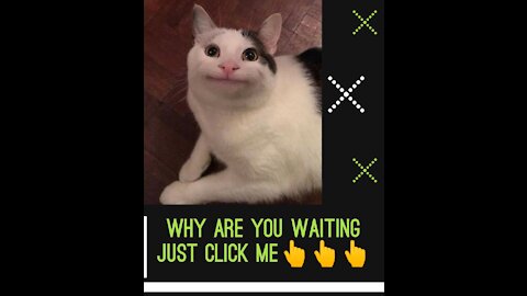 Cute and funny cat