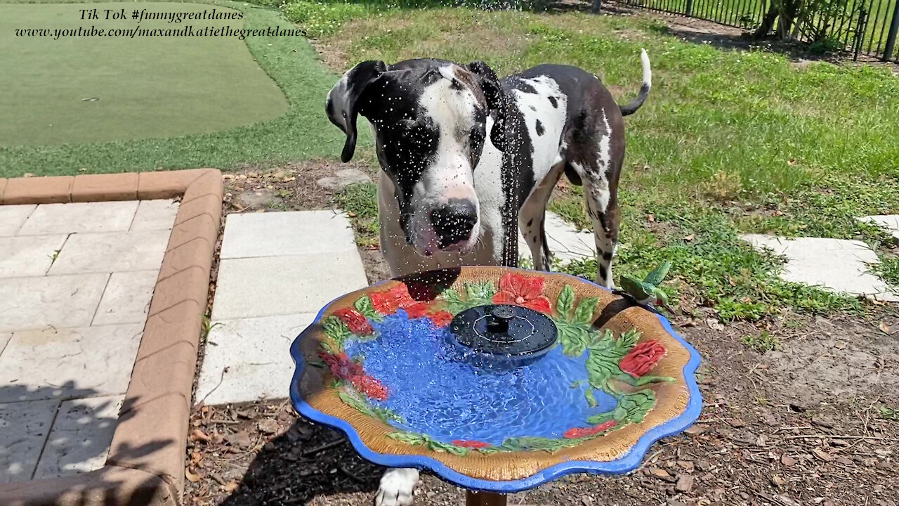 Funny Great Dane Inspects Hand Painted Bird Bath Fountain