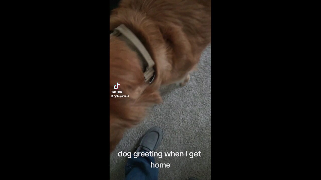 dog greeting