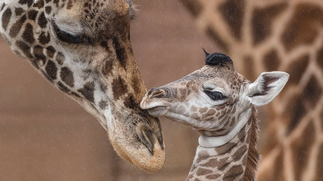 Cute Giraffe give baby smooch