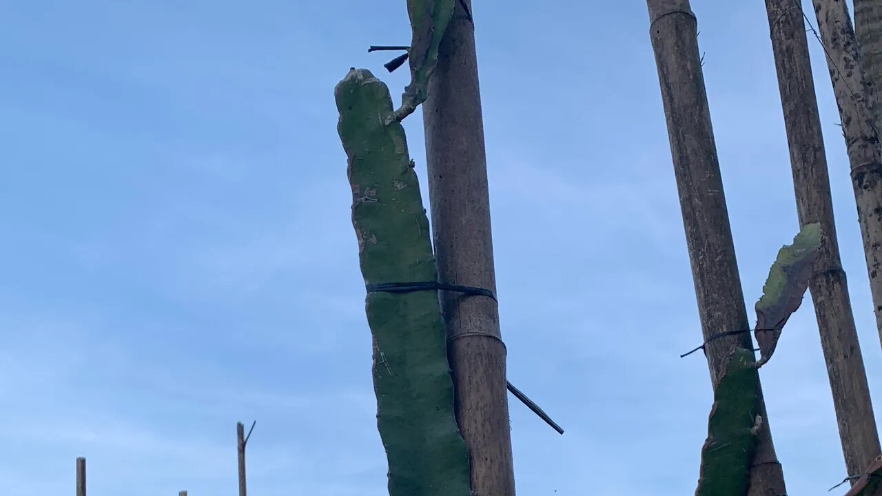 Pitayas: Atualizando as áreas