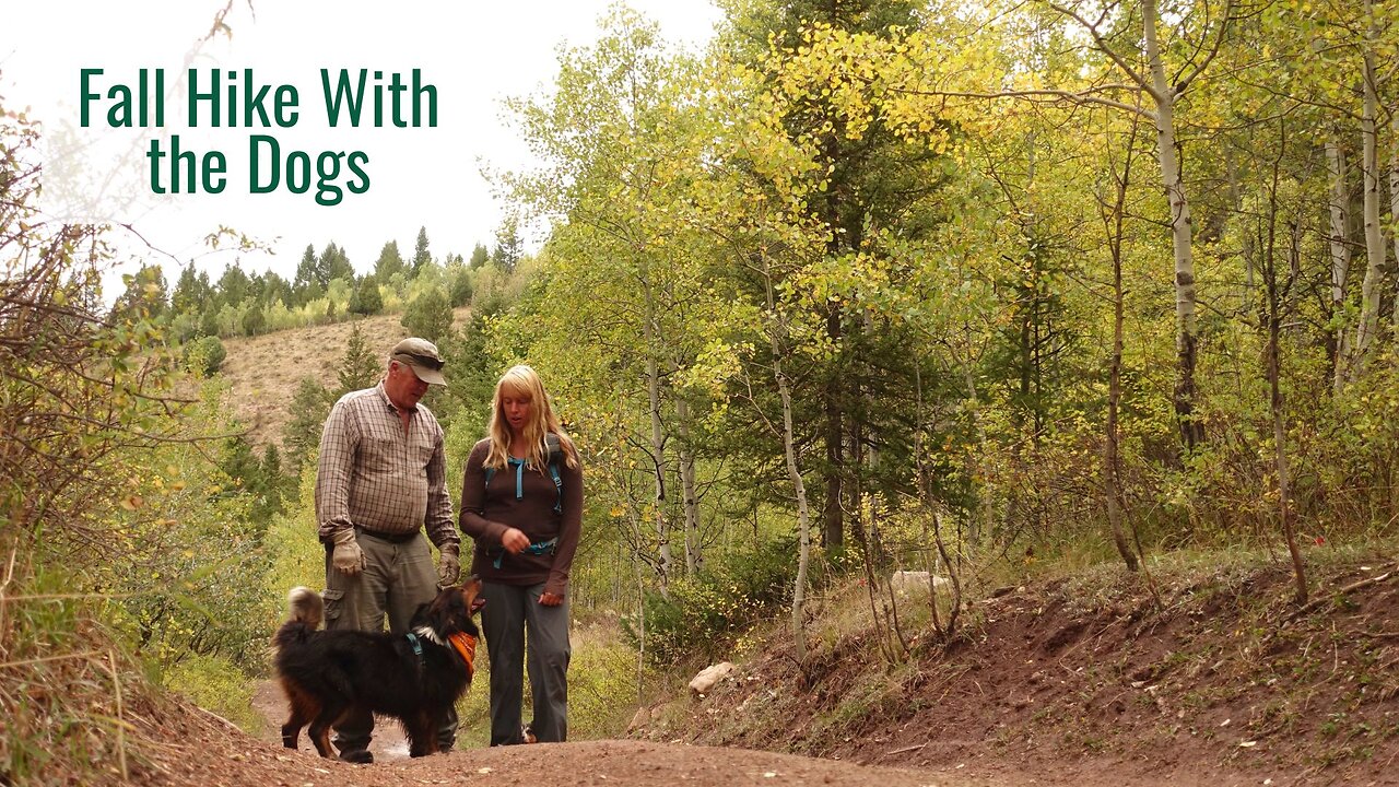 A Break from Building to Take a Fall Hike with the Dogs, Enjoying the Mountains Near Our Home