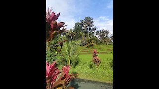 Beatiful nature of banyuwangi ricefield