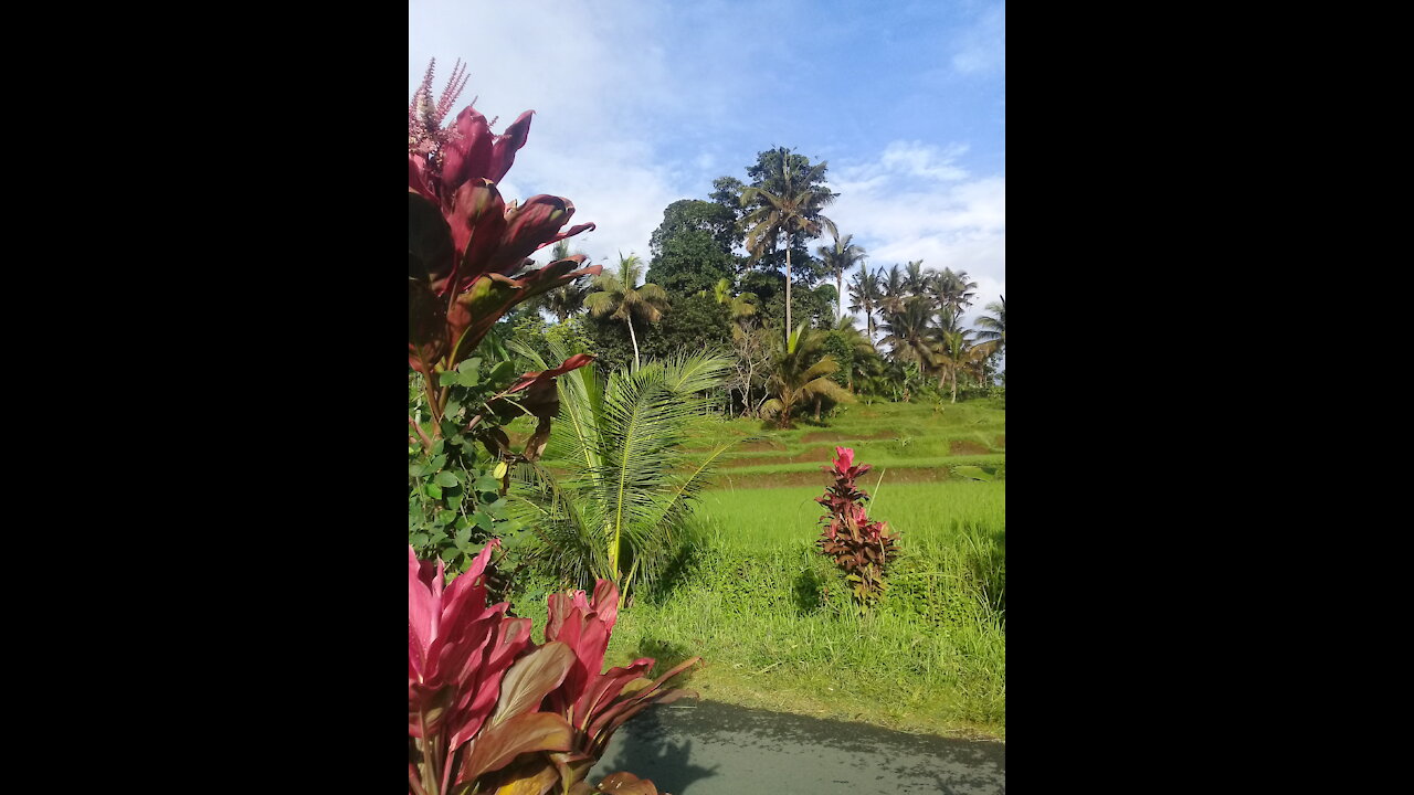 Beatiful nature of banyuwangi ricefield