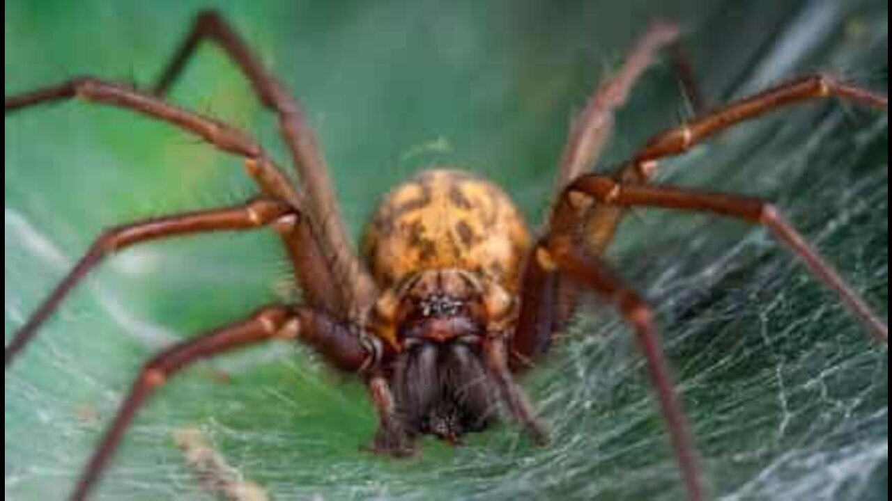 Jovem encontra aranha monstruosa no banheiro