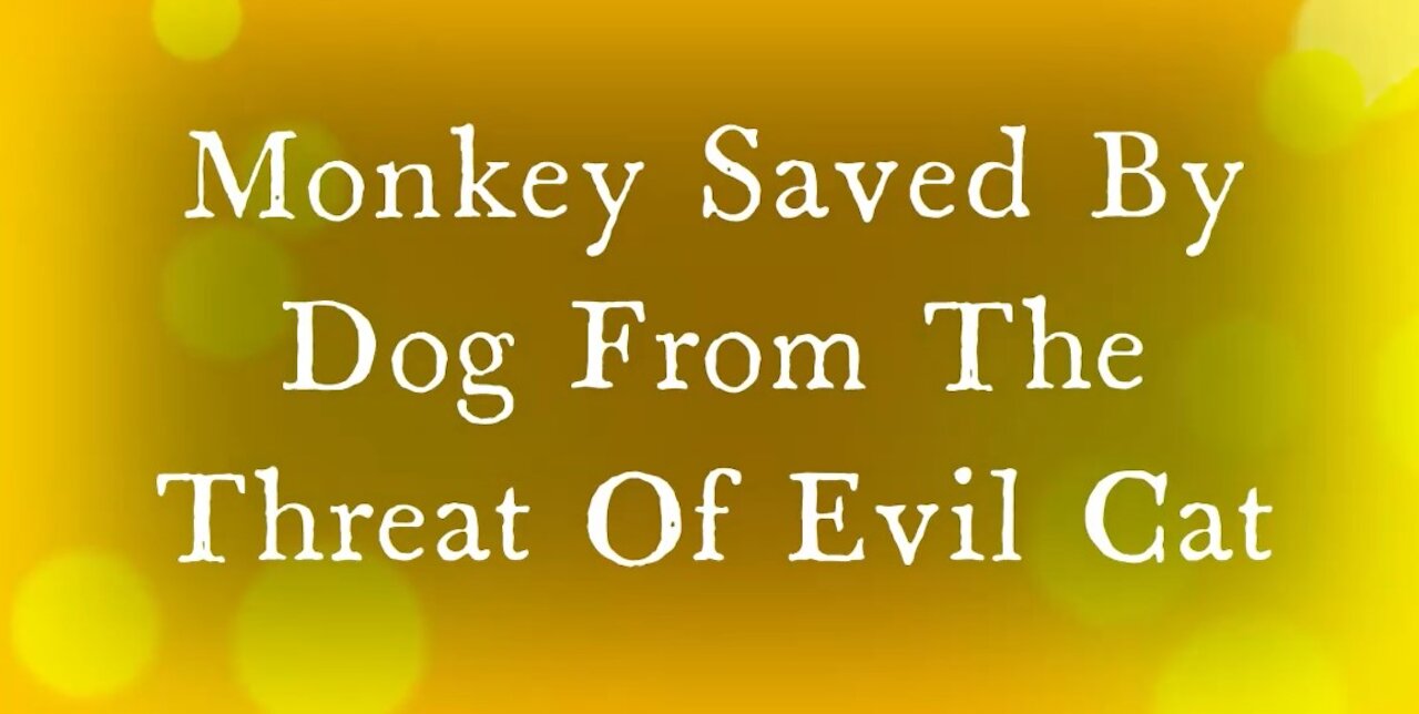 Monkey Saved By Dog From The Threat Of Evil Cat