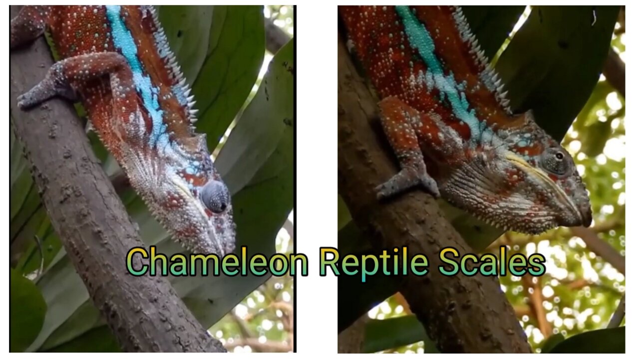 Chameleon Reptile Scales