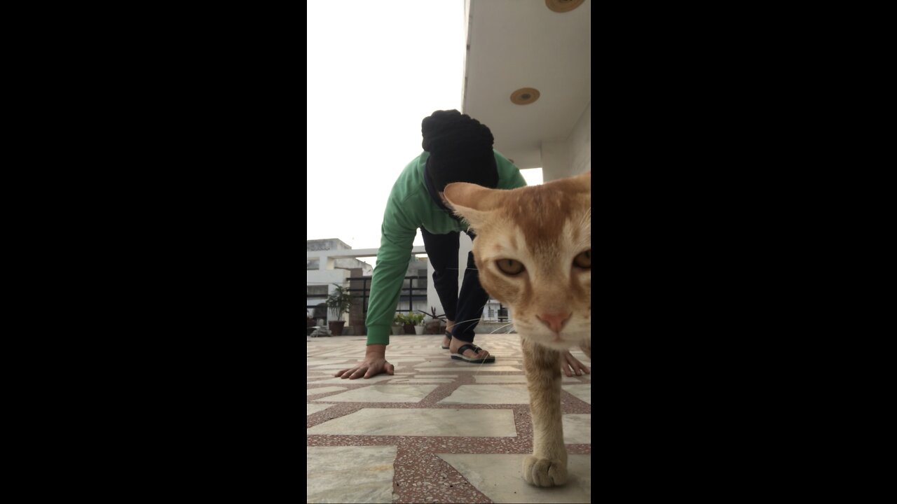 Kitten doesn’t let his owner do his workout