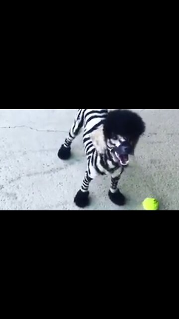 Meet Steve, the adorable "Zebroodle" puppy