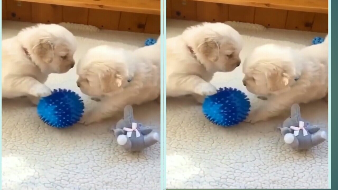 Dog Protecting Baby Dog is not only a pet but also a good friend