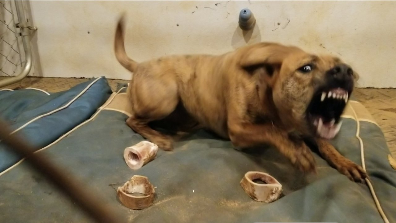 Rescued Vietnamese Phu quoc Ridgebacks