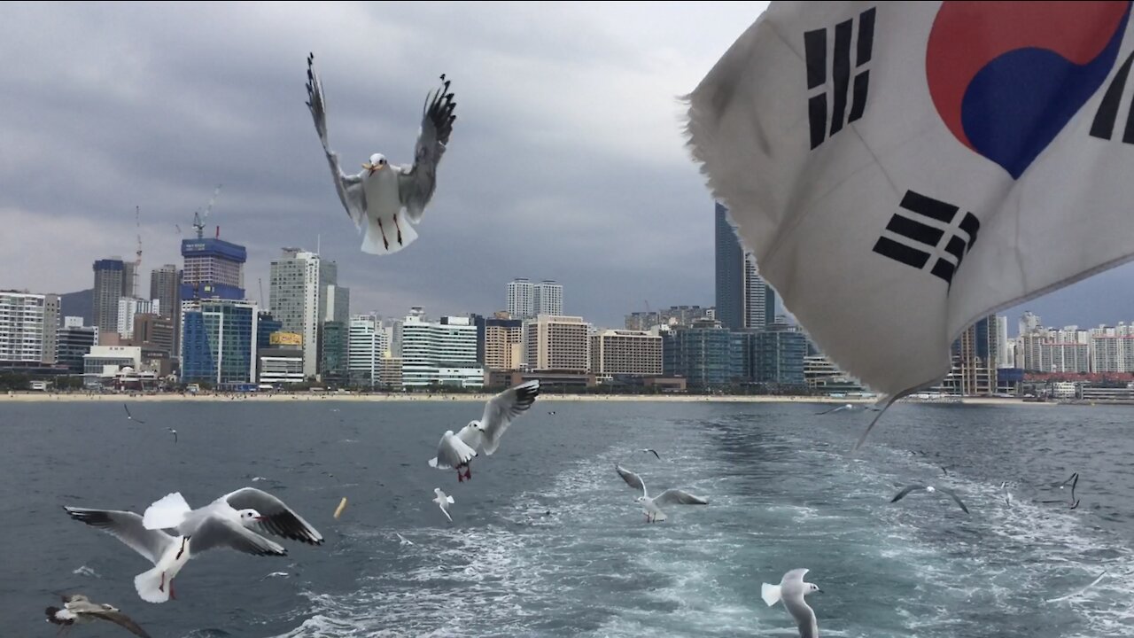 Seagulls in Busan, Korea