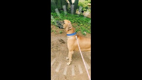 Greatdane gently barging