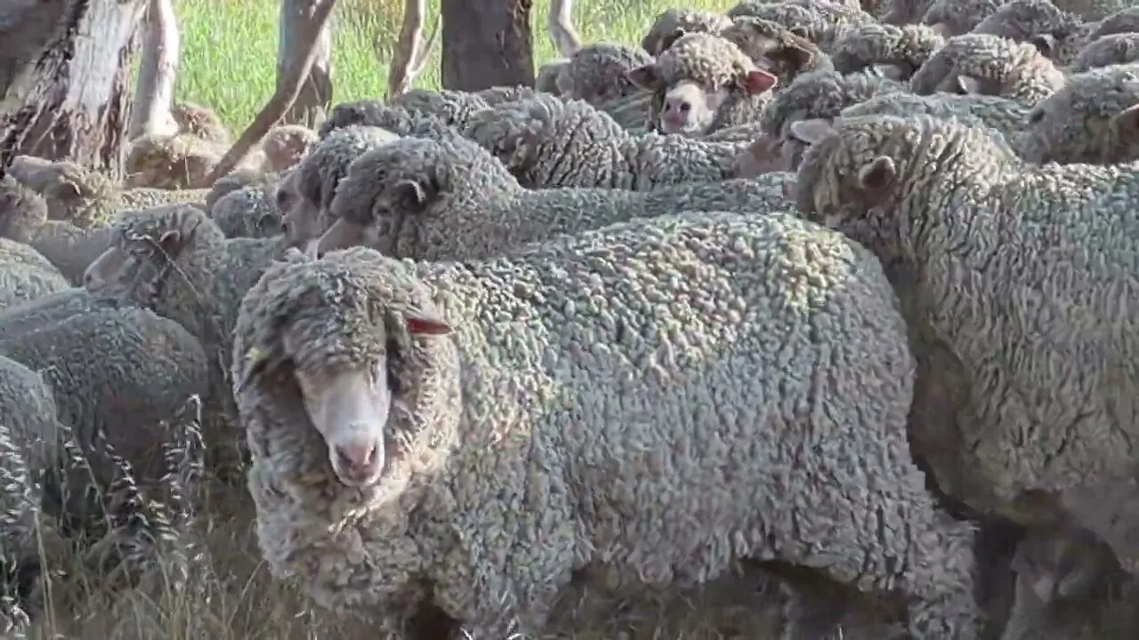 Traffic Jam in the Country, bit different to the Big City! | Life in Australia | Intrepids