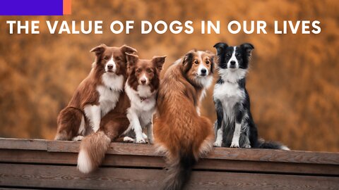 WHY IS A DOG IMPORTANT