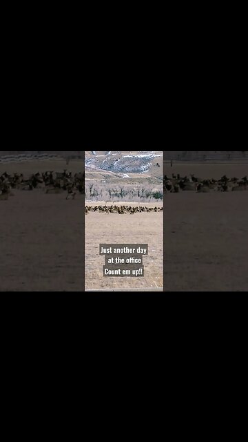 Another day at the office! how many can you count! #elk #shorts #elkhunting #cowelk #wyoming