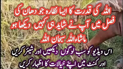 creation of allah beautiful rail journey with amazing nature||beautiful video of nature allah