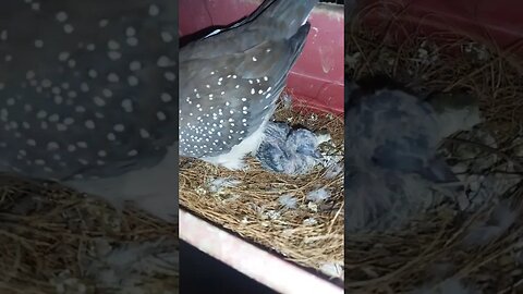 Dove female with chick #snsexoticfinches