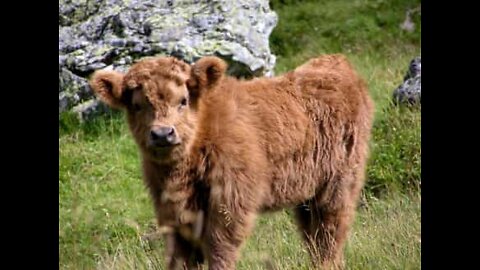 Adorable calf runs across the field just to eat chocolate cookies