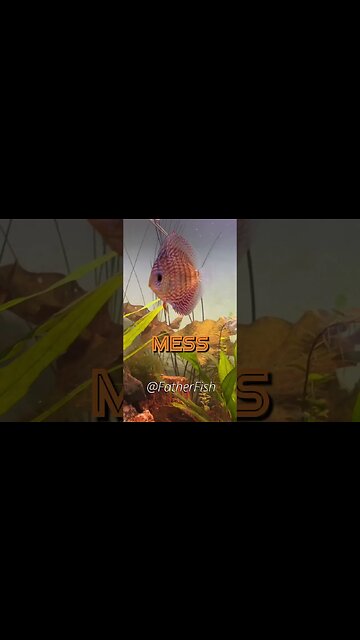 Pro Tip: Mastering Natural CO2 Production in Your Planted Aquarium