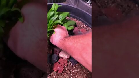 My Spinach Micro HARVEST! 😀🥬👍❤️ #shorts #viral #trending #tiktok #health #garden