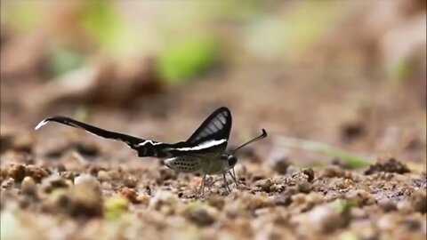 Most Beautiful Butterflies on Planet Earth