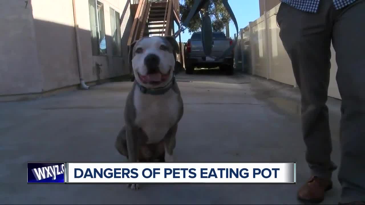 Pets and pot: One pet owners story after his dog ingested marijuana